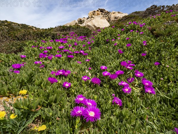 Midday flowers (Delosperma sutherlandii) at Capo Testa