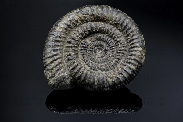 Ammonite fossil