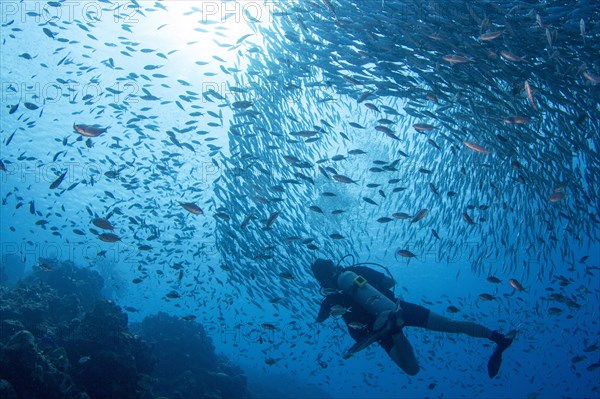 Diver observes a big bait ball of fish