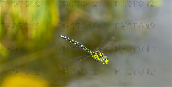 Southern Hawker (Aeshna cyanea)