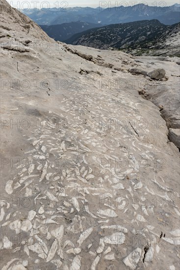 Fossilizations of Megalodontoidea