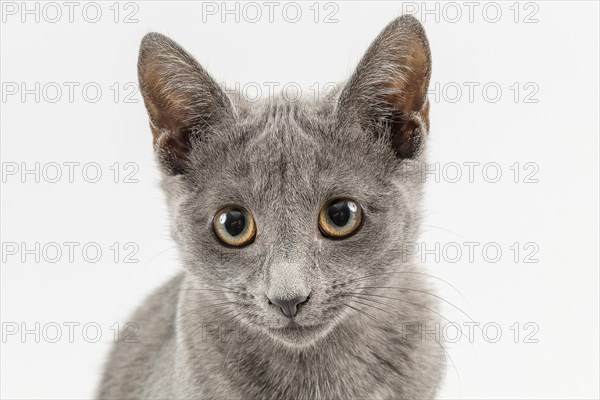 Breedcat Russian Blue (Felis silvestris catus)