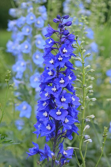 Larkspur