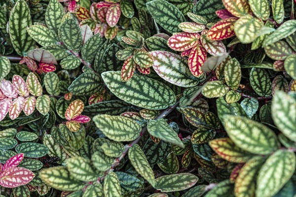 Green and purple patterned leaves