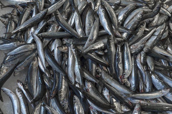 Fresh sprats (Sprattus sprattus) on ice