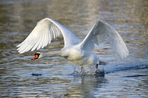 Mute swan (Cygnus olor)