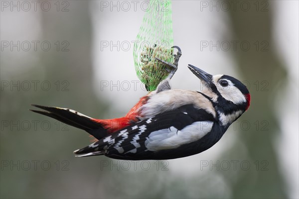 Great spotted woodpecker (Dendrocopos major)