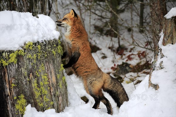 American red fox