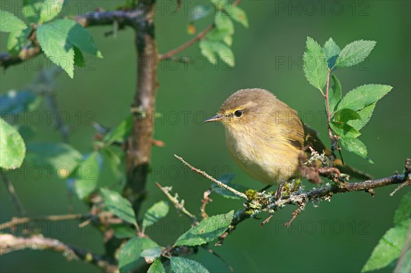 Common chiffchaff or (Phylloscopus collybita) on branch