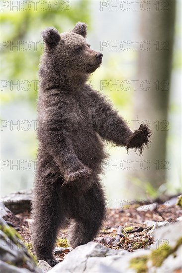 European brown bear (Ursus arctos arctos) standing in forest