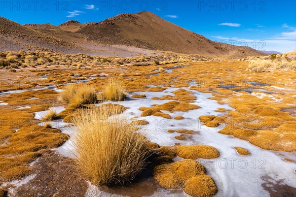 Peruvian feathergrass landscape with feather grass (jarava ichu)