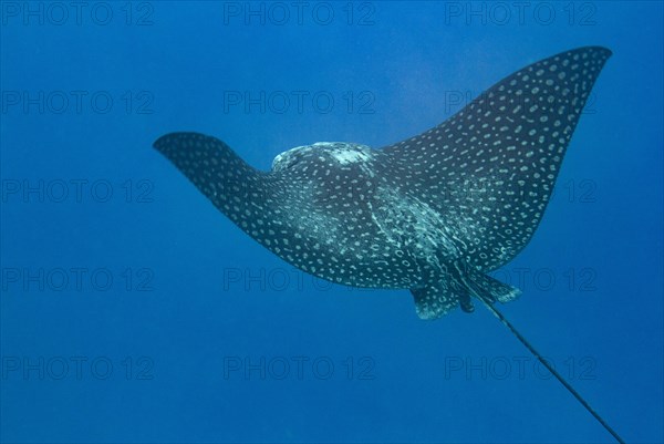 Spotted eagle ray (Aetobatus narinari)