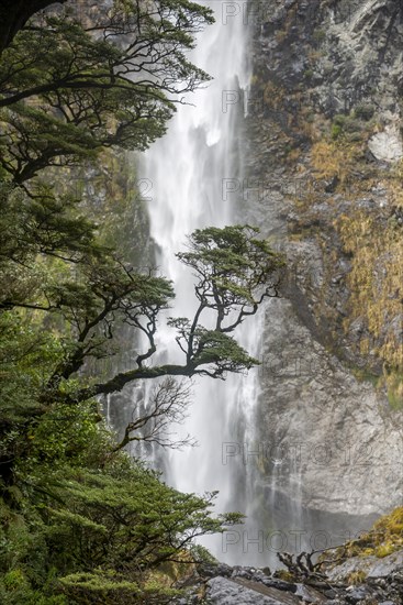 Branch of a tree in front of waterfall