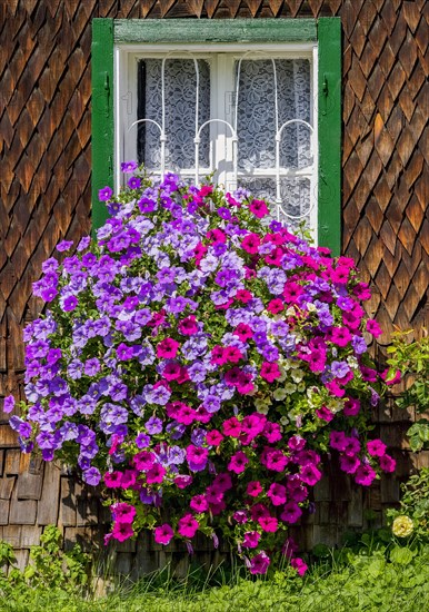 Purple and pink Surfinia (Petunia Surfinia)