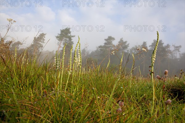 Autumn lady's-tresses (Spiranthes spiralis) on grassland