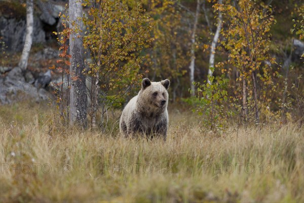 Brown bear (Ursus arctos)