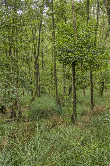 Summer floodplain forest with Greater Tussock Sedge (Carex paniculata) and Black alder (Alnus glutinosa)