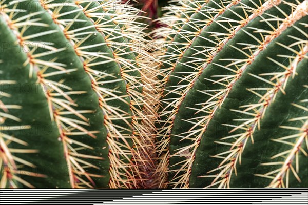 Golden Barrel Cactus or (Echinocactus grusonii)