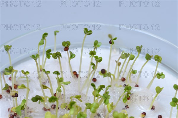 Broccoli shoots in glass bowl