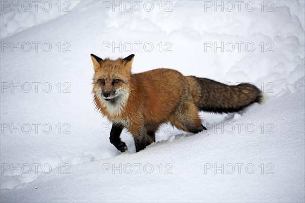 American red fox