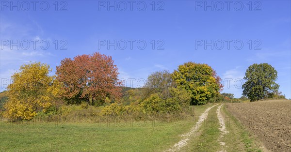 Autumn coloured trees and field path