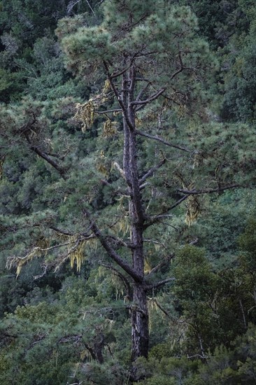 Detail of a tree in the Caldera de Taburiente