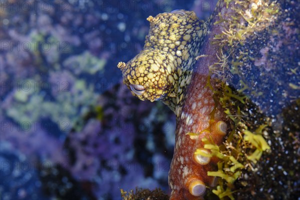 Common octopus (Octopus vulgaris) in shallow water