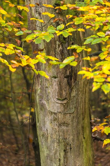 Face in a tree