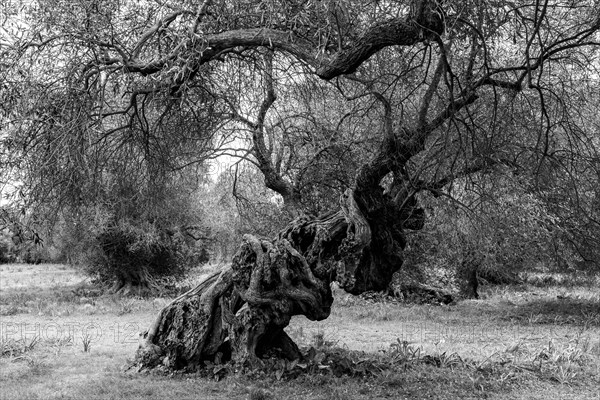 Ancient olive tree (Olea europaea) with twisted tree trunk