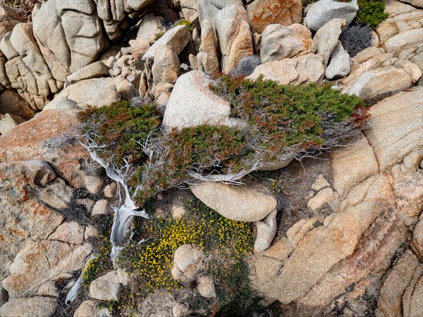 Wind shaped juniper tree (Juniperus) growing between rocks