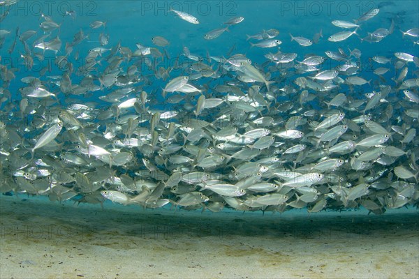 School of blue runner jackfish (Caranx crysos)