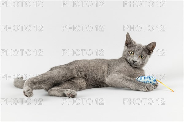 Breedcat Russian Blue (Felis silvestris catus)