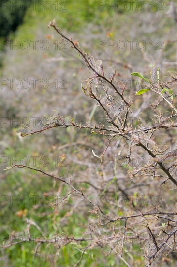 Ermine moths (Yponomeutidae) cover a Blackthorn hedge (Prunus spinosa) with spun yarn