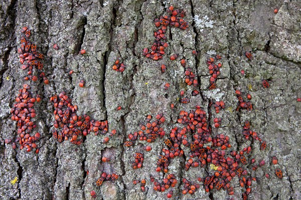 Fire bugs (Pyrrhocoris apterus)