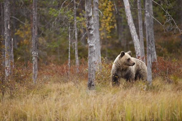 Brown bear (Ursus arctos)