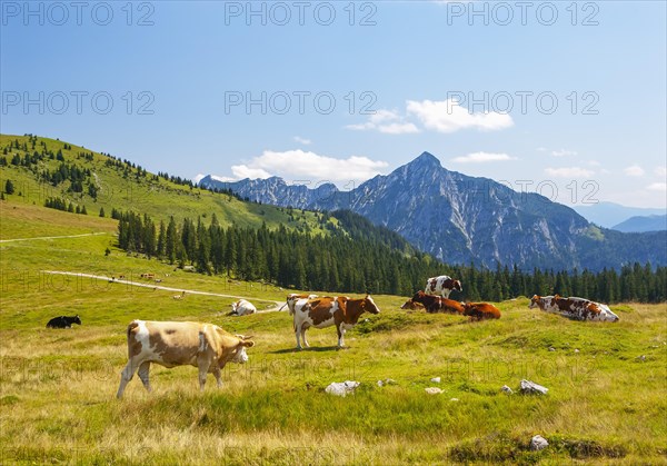 Alpine meadow landscape