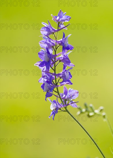 Larkspur (Consolida)