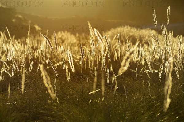 Tender grasses against the light