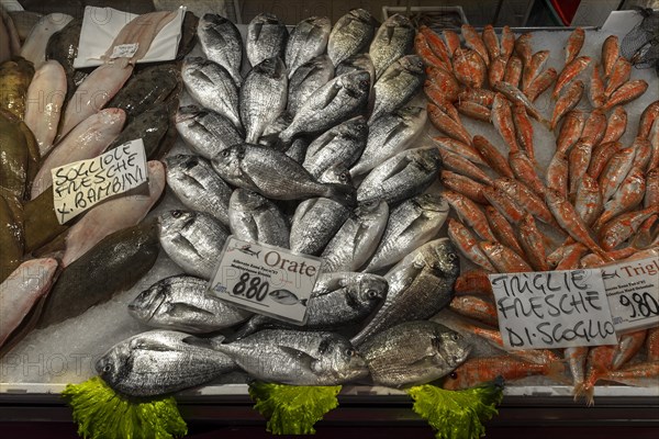 Fresh sea bream (Bramidae) right mullets (Mugilidae)