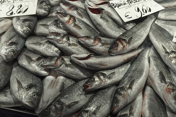 Fresh sea bass (Atractoscion nobilis) on ice