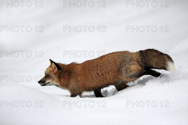 American red fox