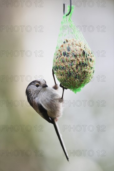 Long-tailed tit (Aegithalos caudatus)