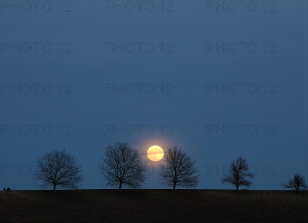 Full moon behind a row of trees