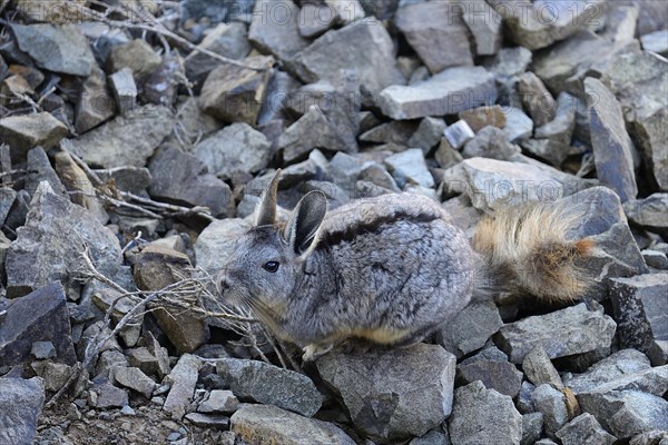 Mountain viscacha or (Lagidium)