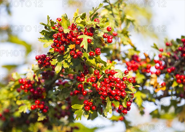 Hawthorn (Crataegus)