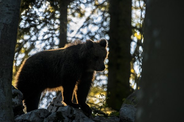 European brown bear (Ursus arctos arctos) in the forest