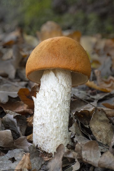 Red-capped scaber stalk (Leccinum leucopodium)