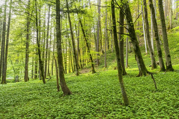 Ramsons (Allium ursinum) in the forest