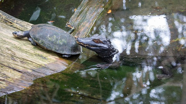 Young American alligator (Alligator mississippiensis) with turtle