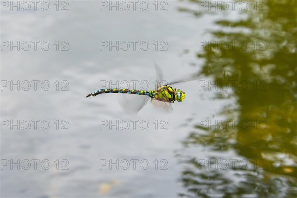 Southern Hawker (Aeshna cyanea)